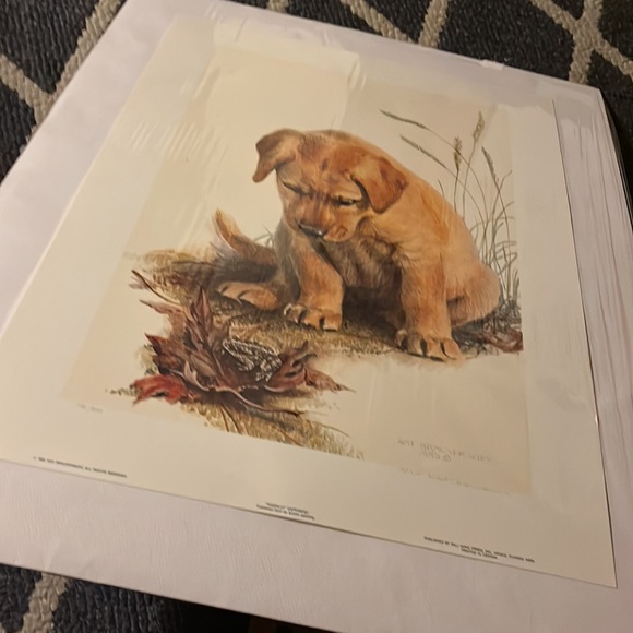 🖼️ 🐶 🖼️• 💎 AMY BRACKENBURY x 🐸 “Toadally” Vibes - Picture 9 of 16